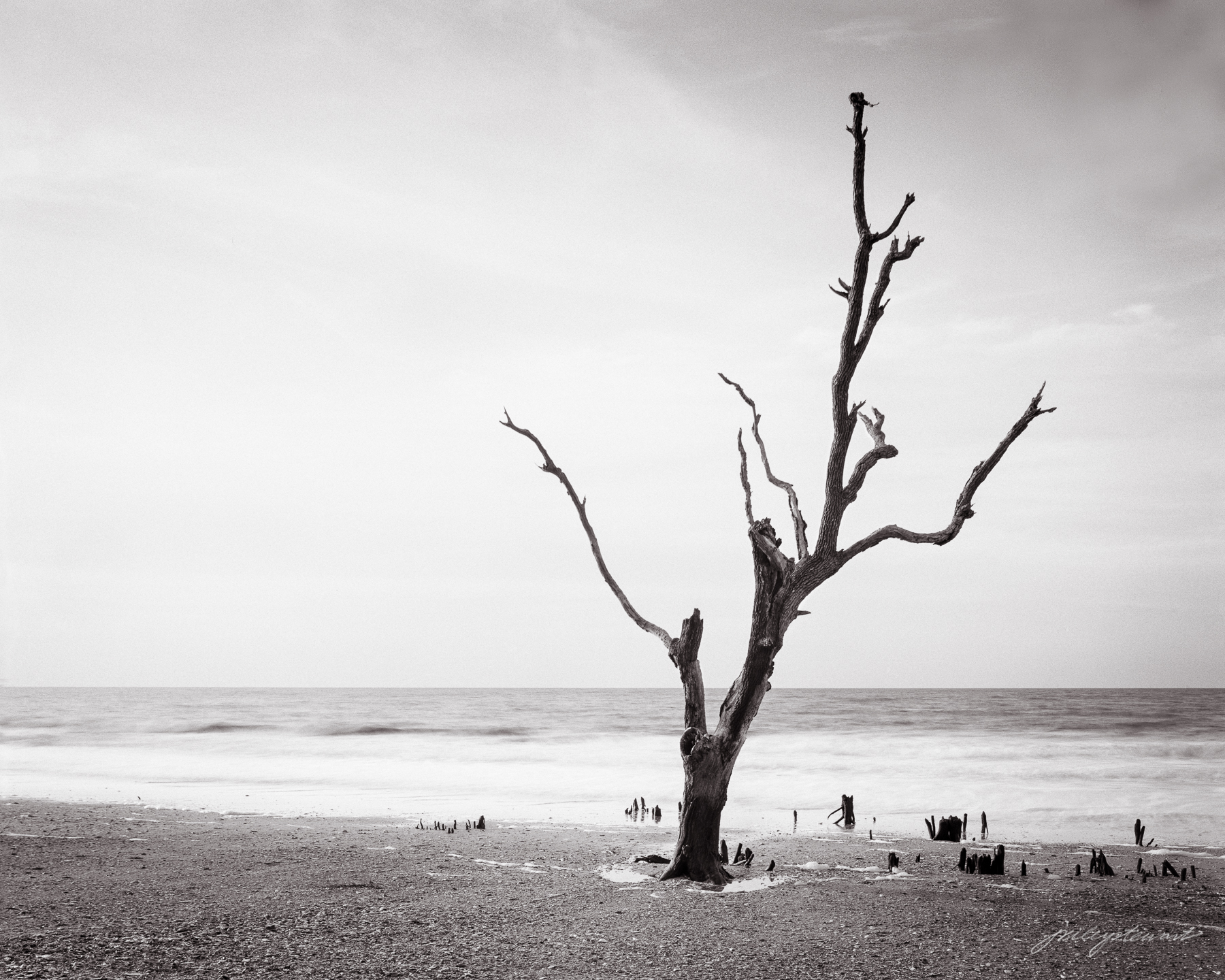 One lone dead tree awaits its inevitable demise at the hands of the ocean. 