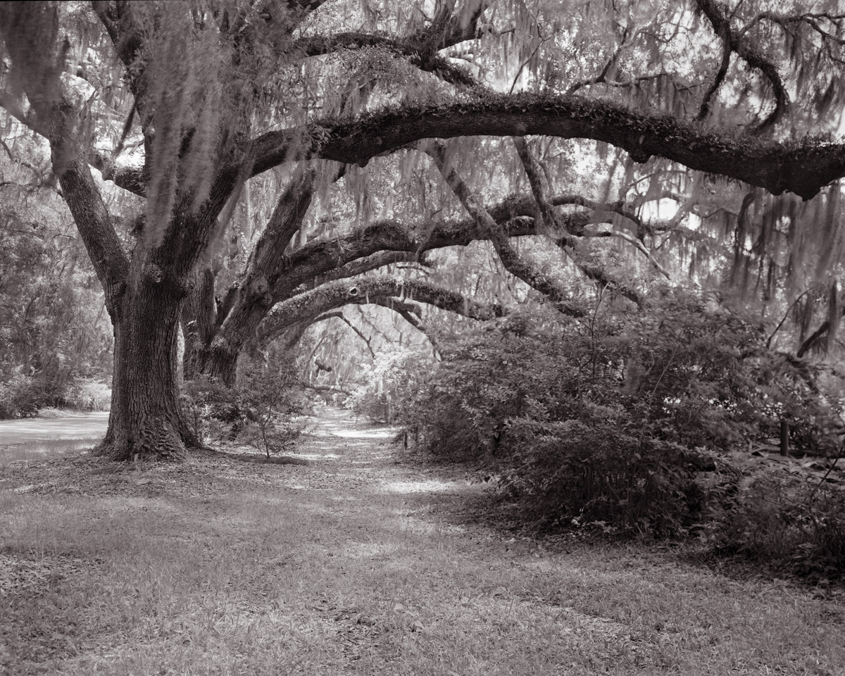 Lowcountry Walk