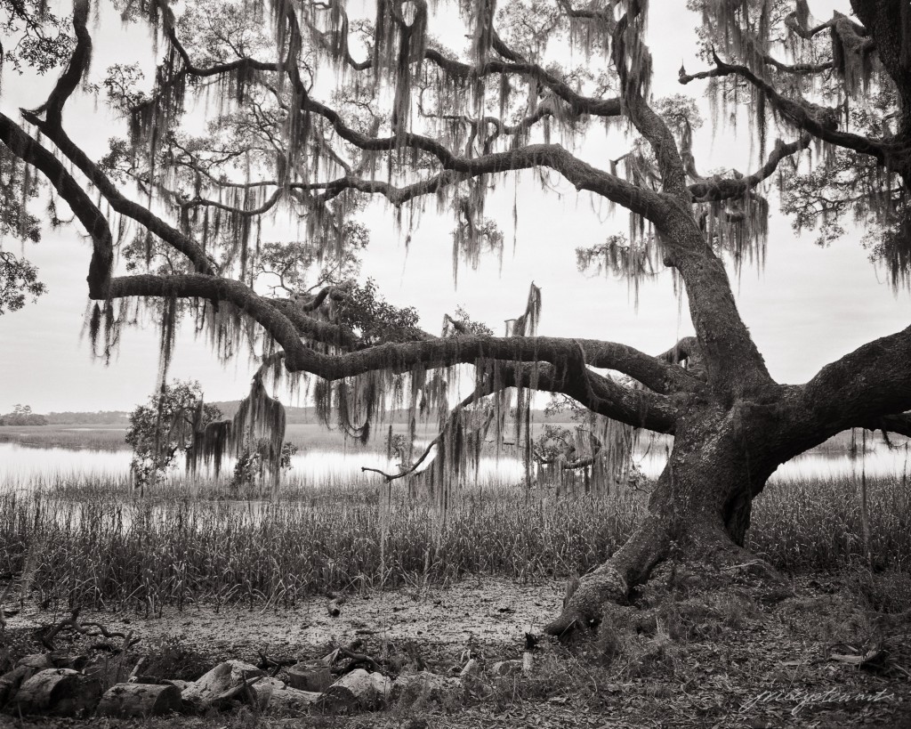Old Oak plays a role on the salt marsh stage of the tidal Carolinas.